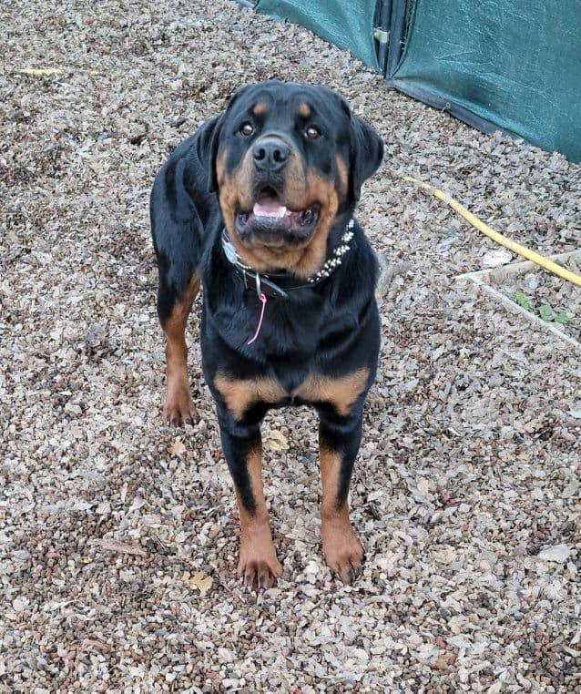 Rottweiler Puppies media 7