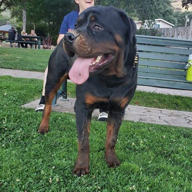Rottweiler Puppies media 8