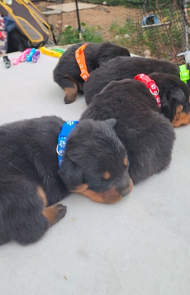 Rottweiler Puppies media 10