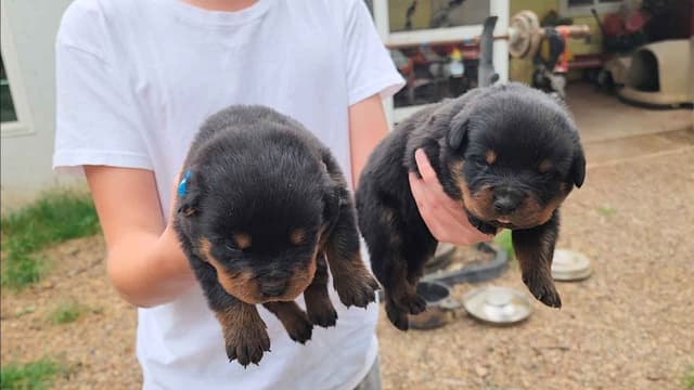 Rottweiler Puppies media 11