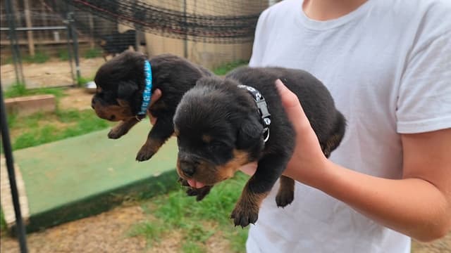 Rottweiler Puppies media 13