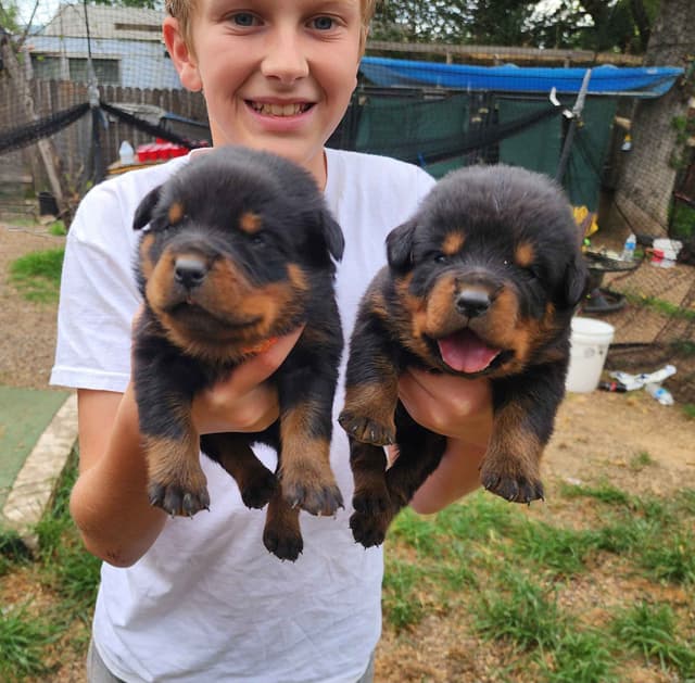 Rottweiler Puppies media 14