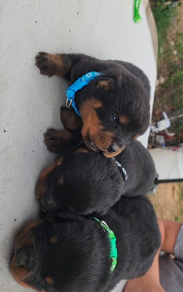 Rottweiler Puppies media 15