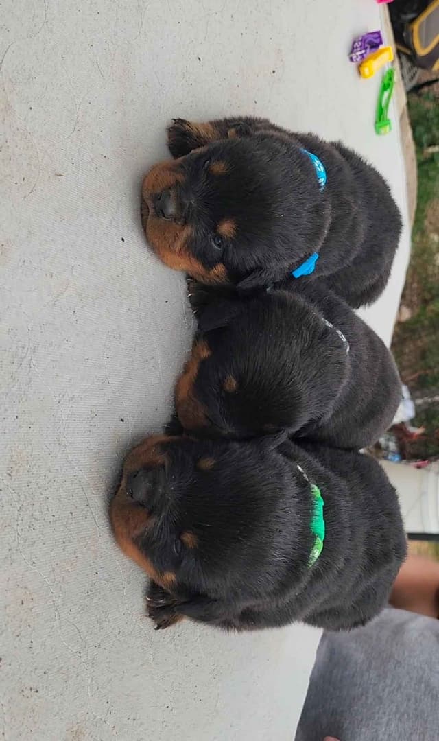 Rottweiler Puppies media 16