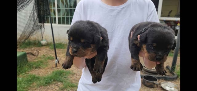 Rottweiler Puppies media 19