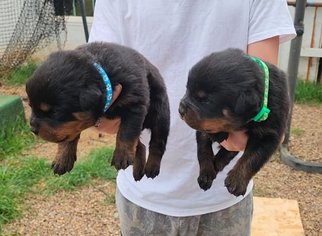 Rottweiler Puppies media 20