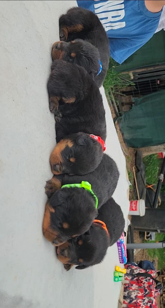 Rottweiler Puppies media 22