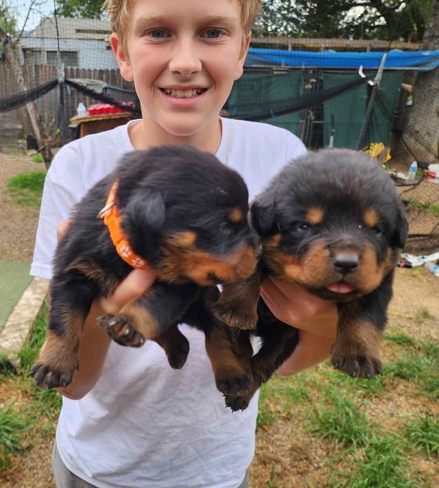 Rottweiler Puppies media 23