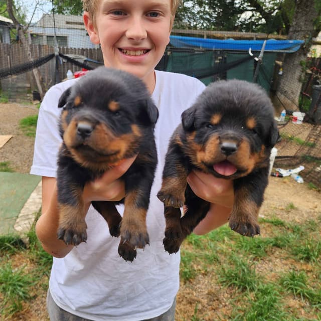 Rottweiler Puppies media 24