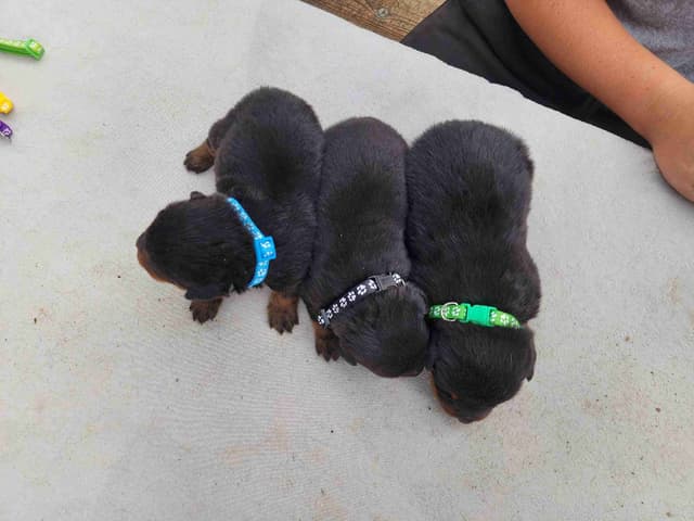 Rottweiler Puppies media 25