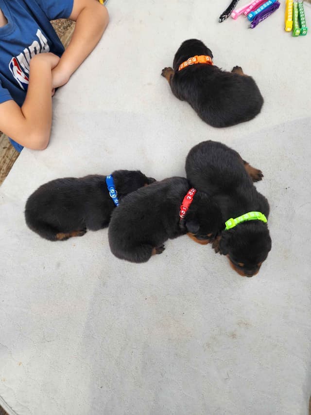 Rottweiler Puppies media 26