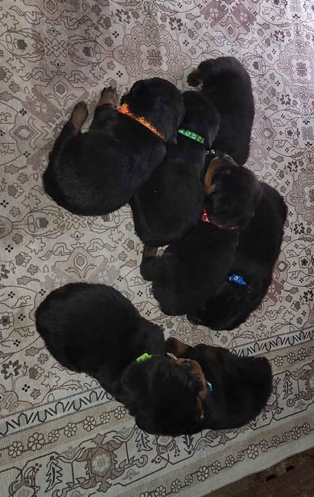 Rottweiler Puppies media 27