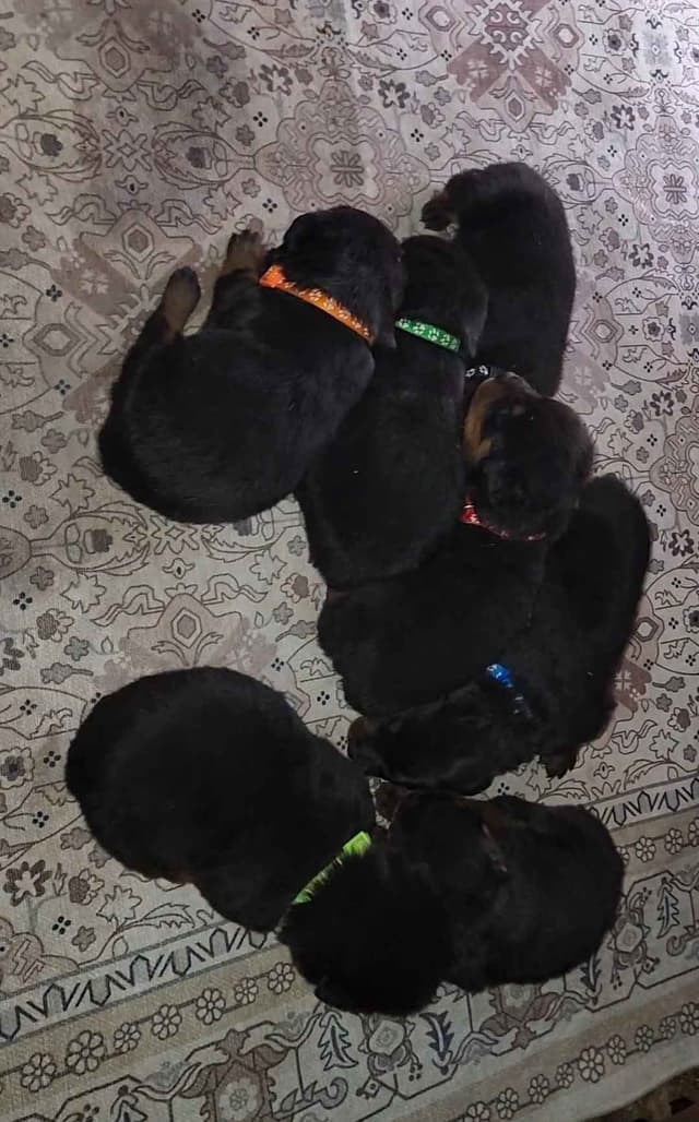 Rottweiler Puppies media 28