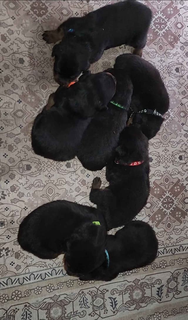 Rottweiler Puppies media 29