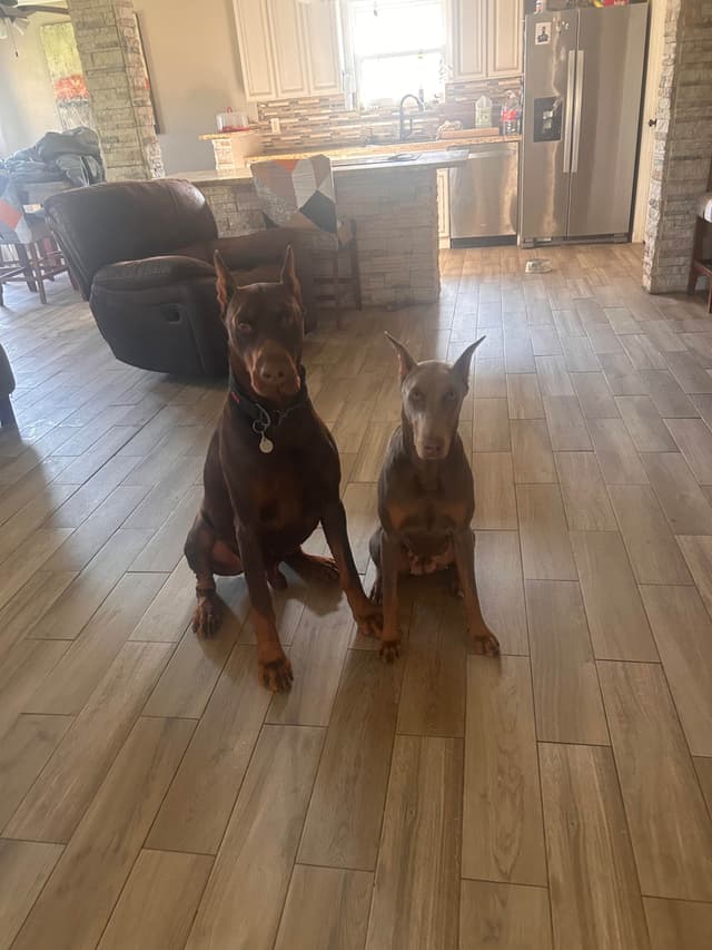Doberman Pinscher Puppies media 3