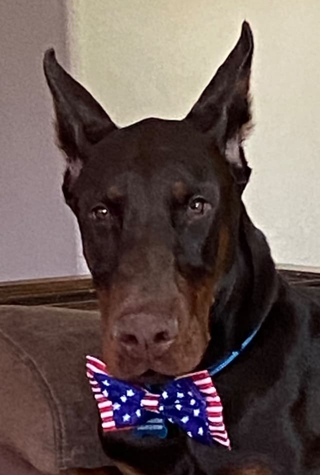 Doberman Pinscher Puppies media 5