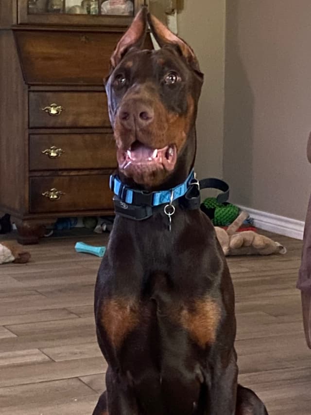 Doberman Pinscher Puppies media 6