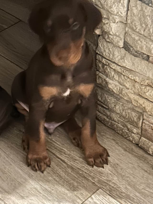 Doberman Pinscher Puppies media 7