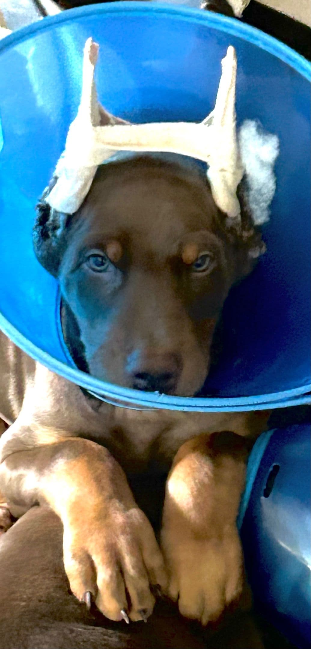 Doberman Pinscher Puppies breeder image 1