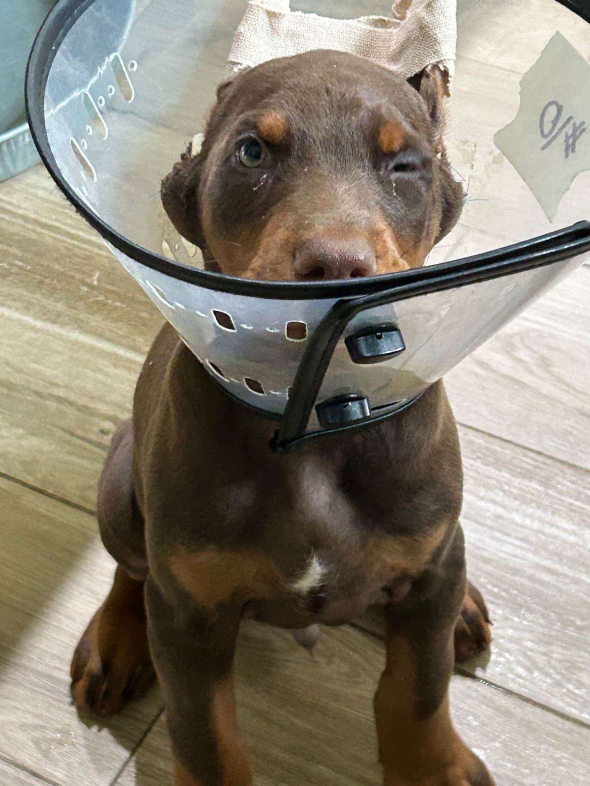 Doberman Pinscher Puppies breeder image 2