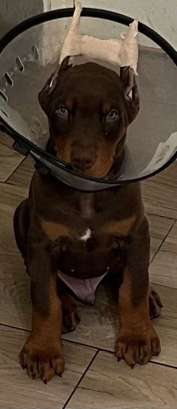 Doberman Pinscher Puppies breeder image 3