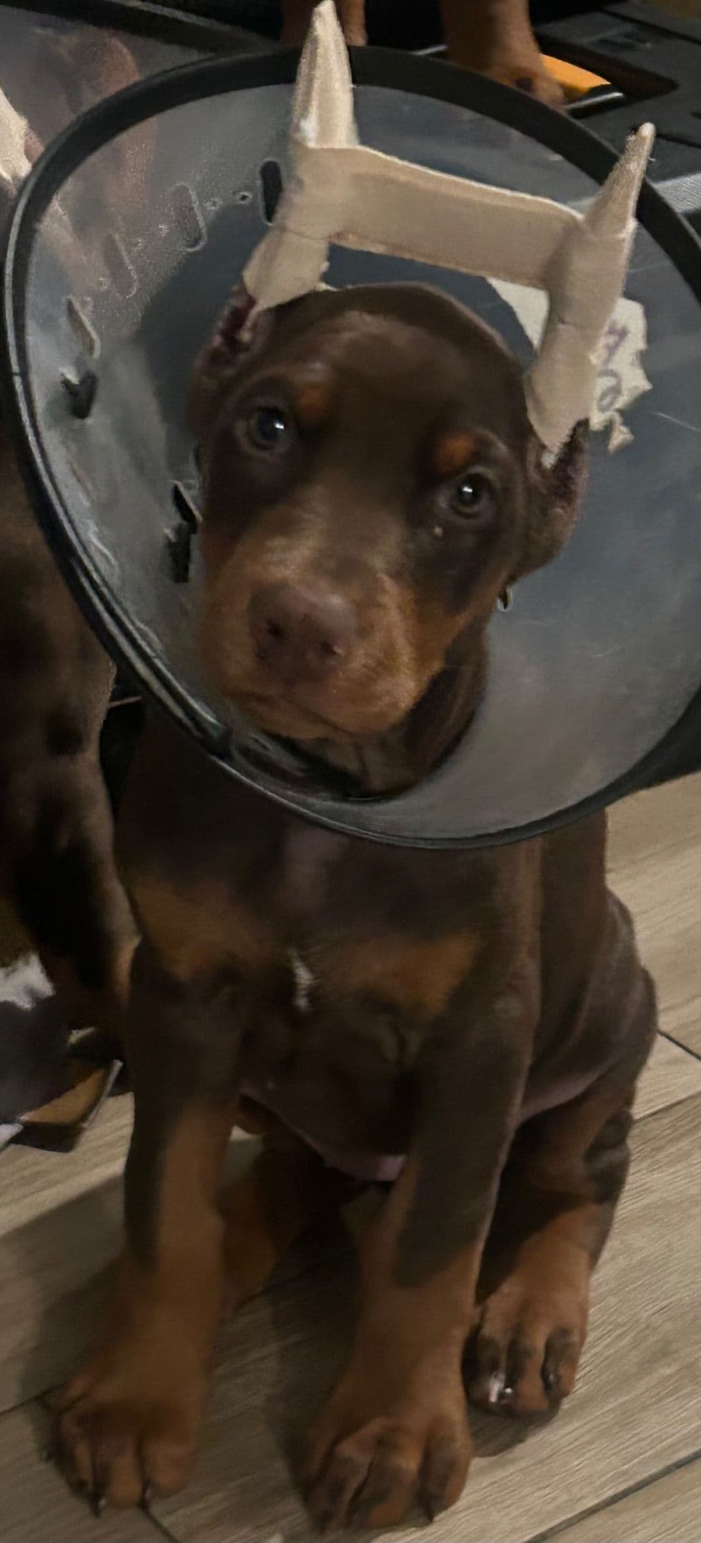 Doberman Pinscher Puppies breeder image 4