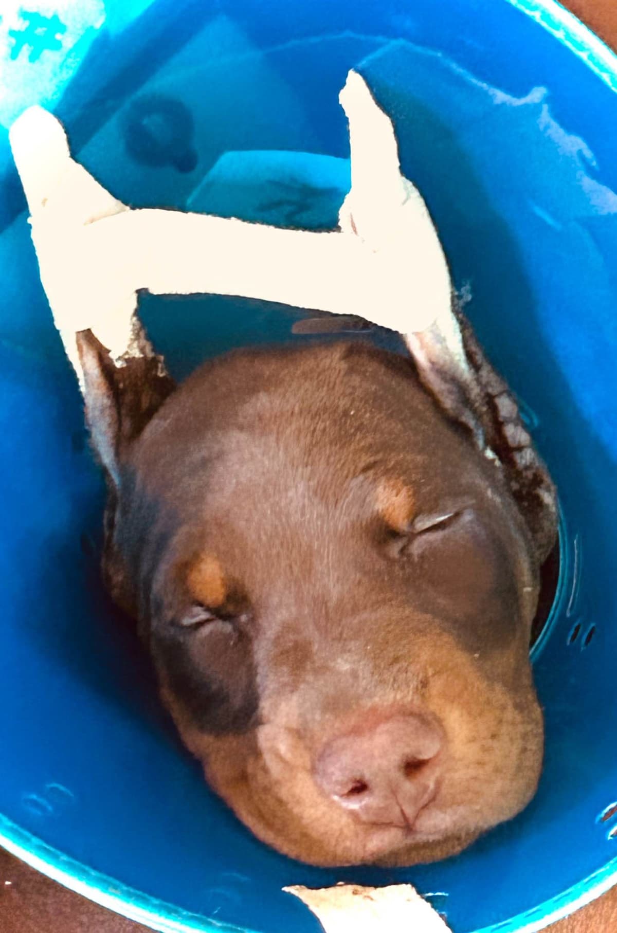 Doberman Pinscher Puppies breeder image 5