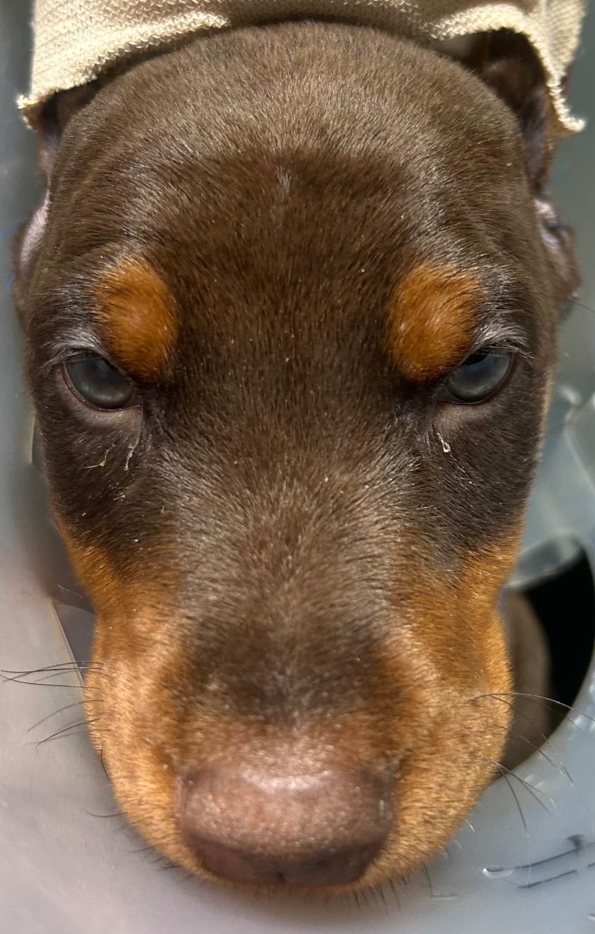 Doberman Pinscher Puppies breeder image 7