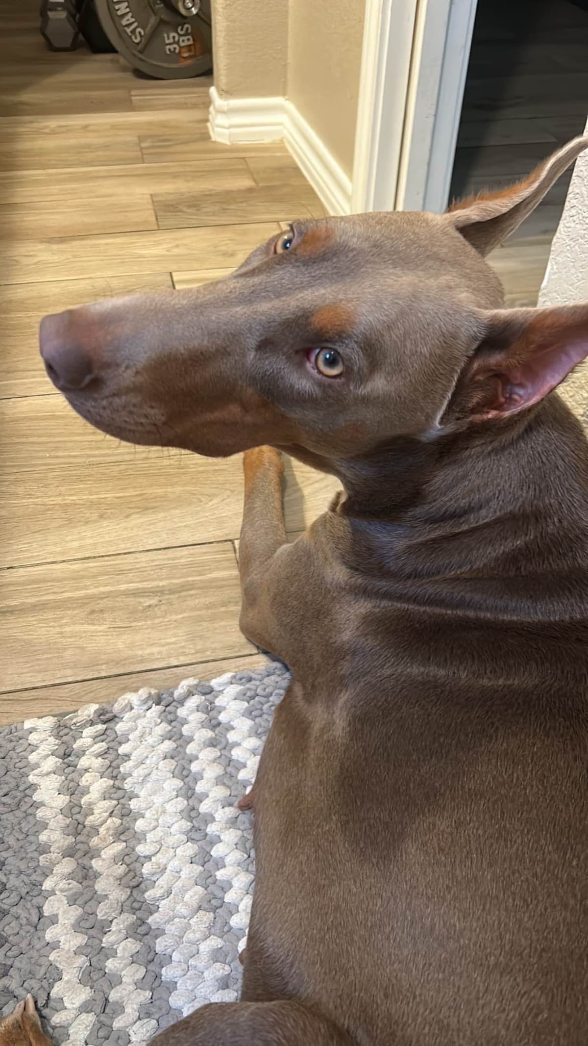 Doberman Pinscher Puppies breeder image 8
