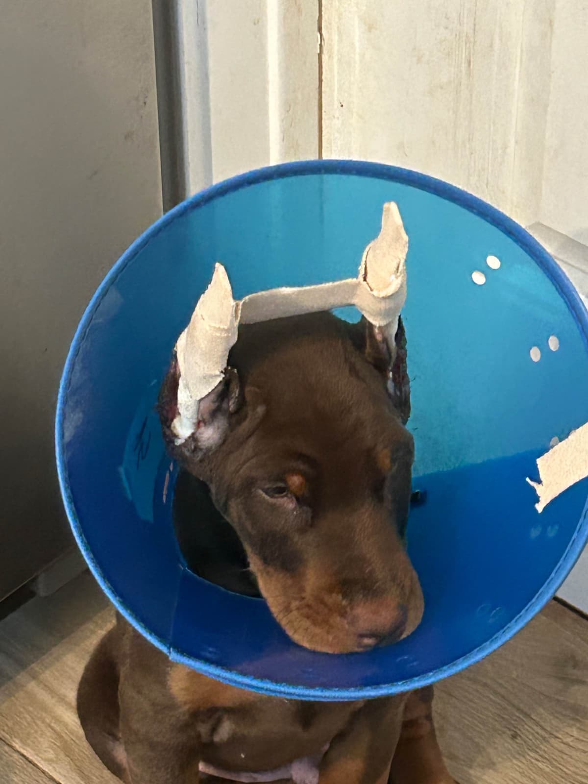 Doberman Pinscher Puppies breeder image 12