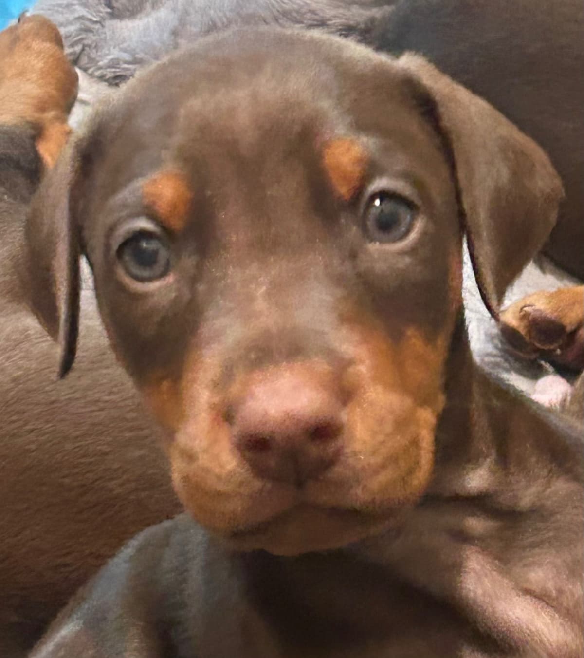 Doberman Pinscher Puppies breeder image 11