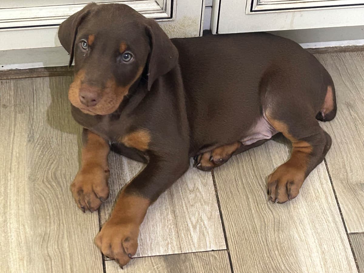 Doberman Pinscher Puppies breeder image 13