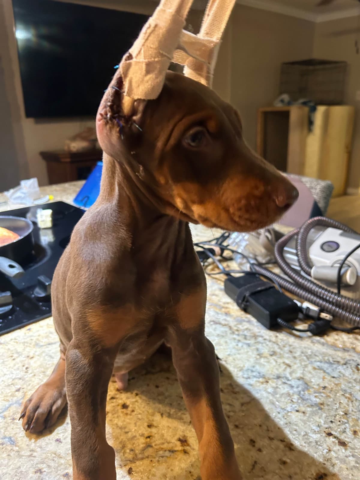 Doberman Pinscher Puppies breeder image 14