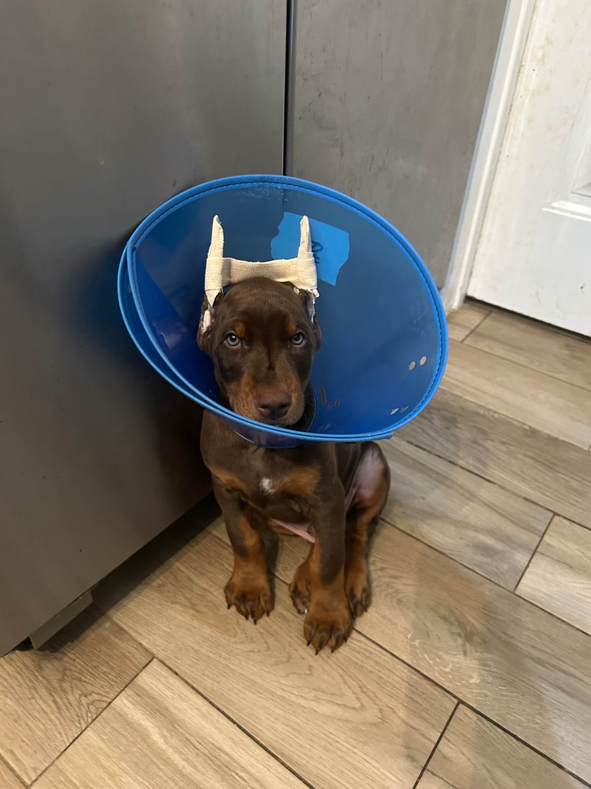 Doberman Pinscher Puppies breeder image 16