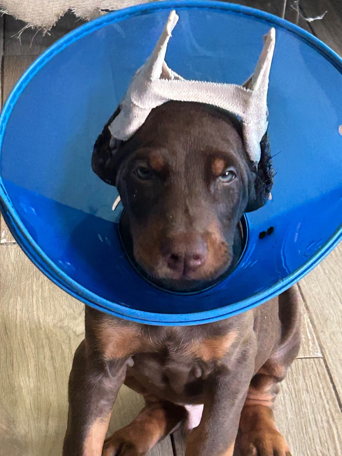 Doberman Pinscher Puppies breeder image 18