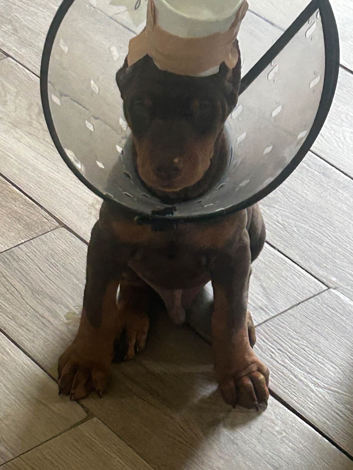 Doberman Pinscher Puppies breeder image 17