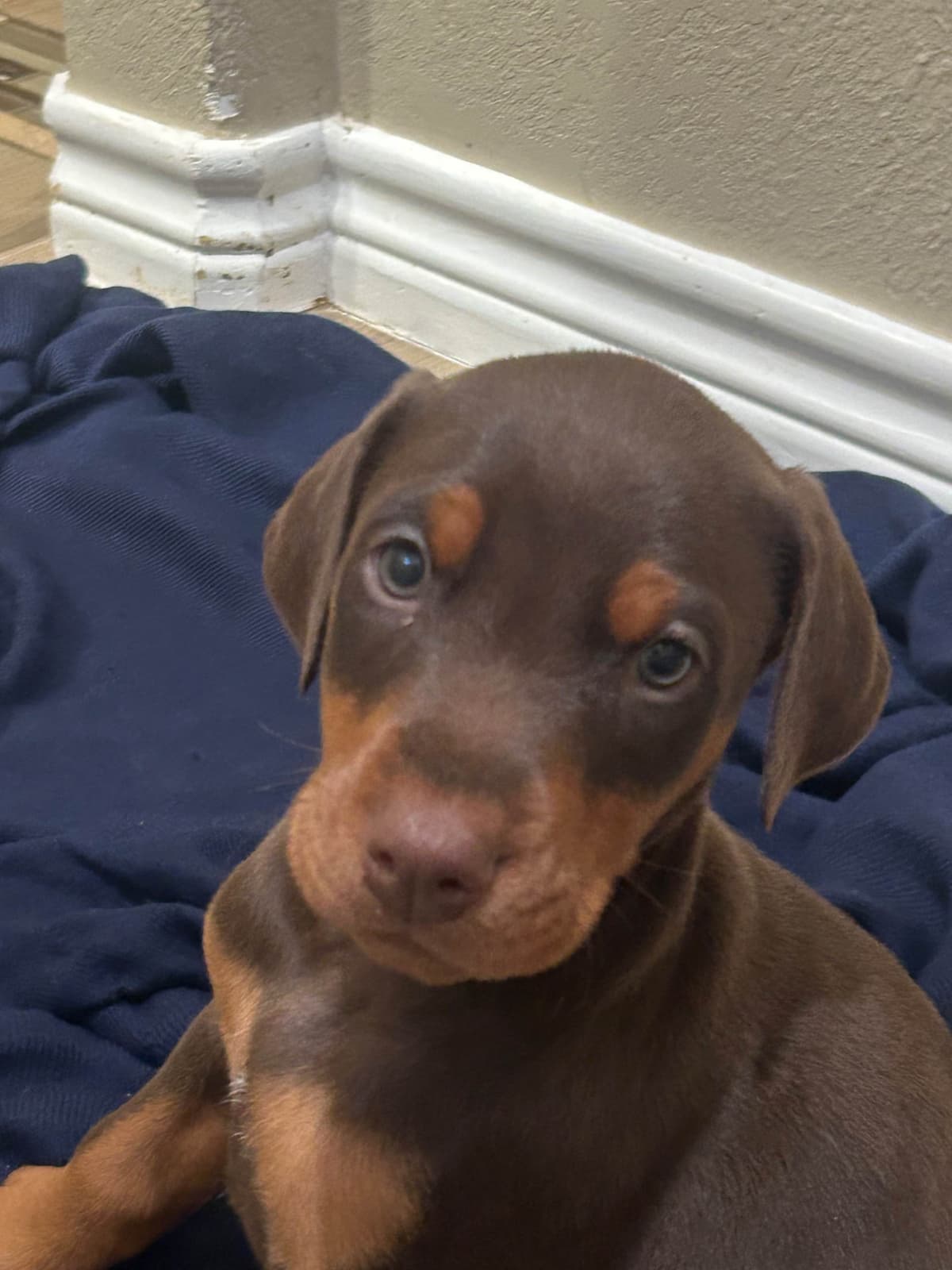 Doberman Pinscher Puppies breeder image 15
