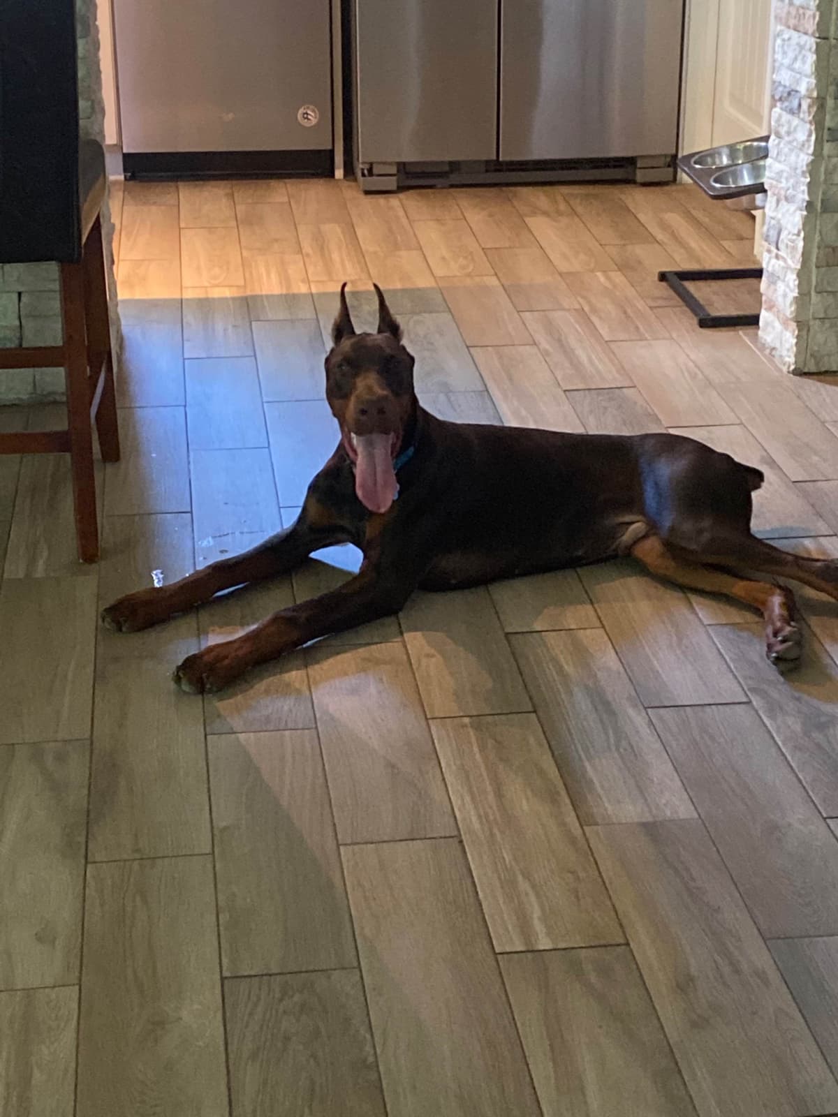 Doberman Pinscher Puppies breeder image 20