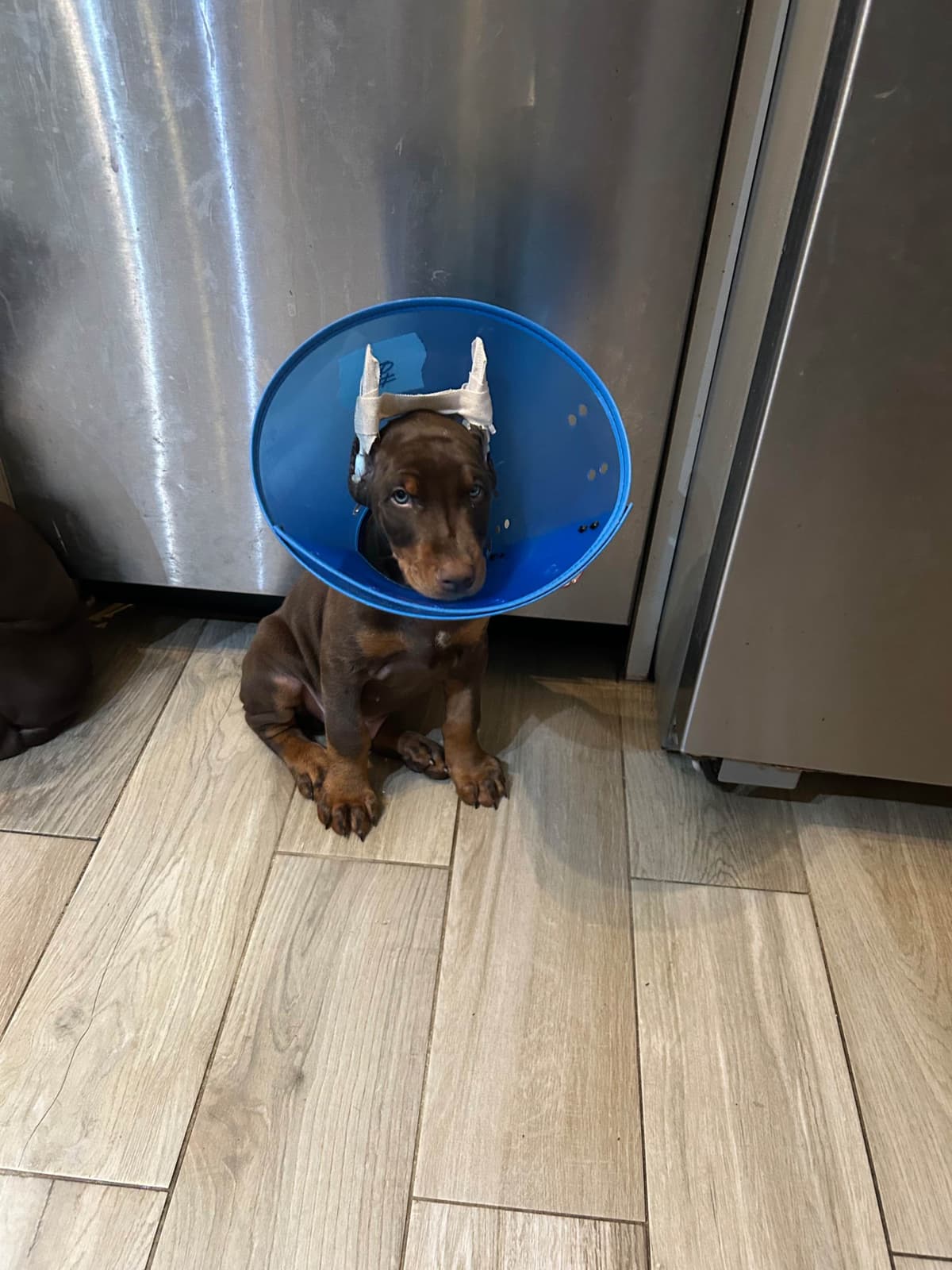 Doberman Pinscher Puppies breeder image 21