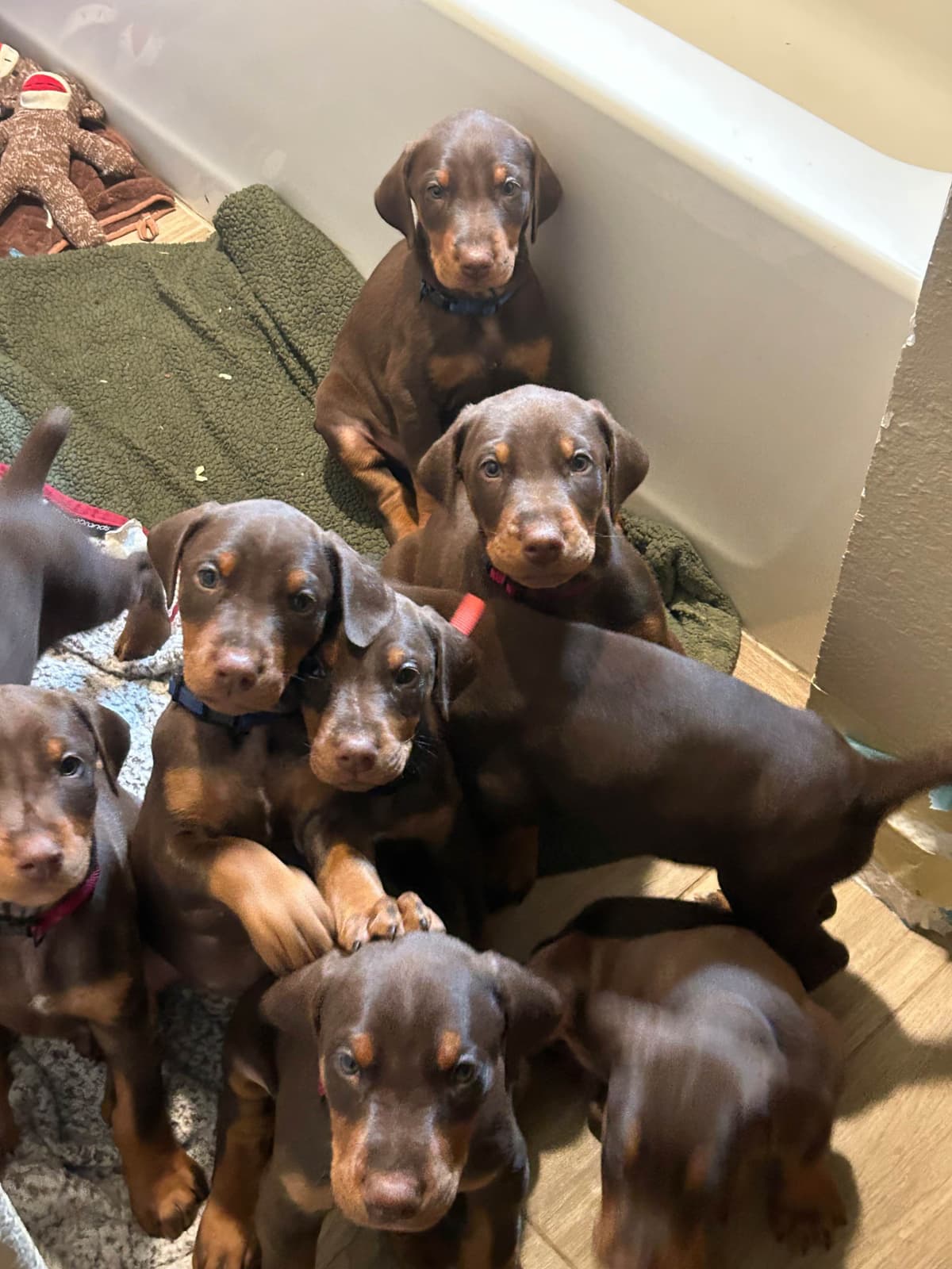 Doberman Pinscher Puppies breeder image 22