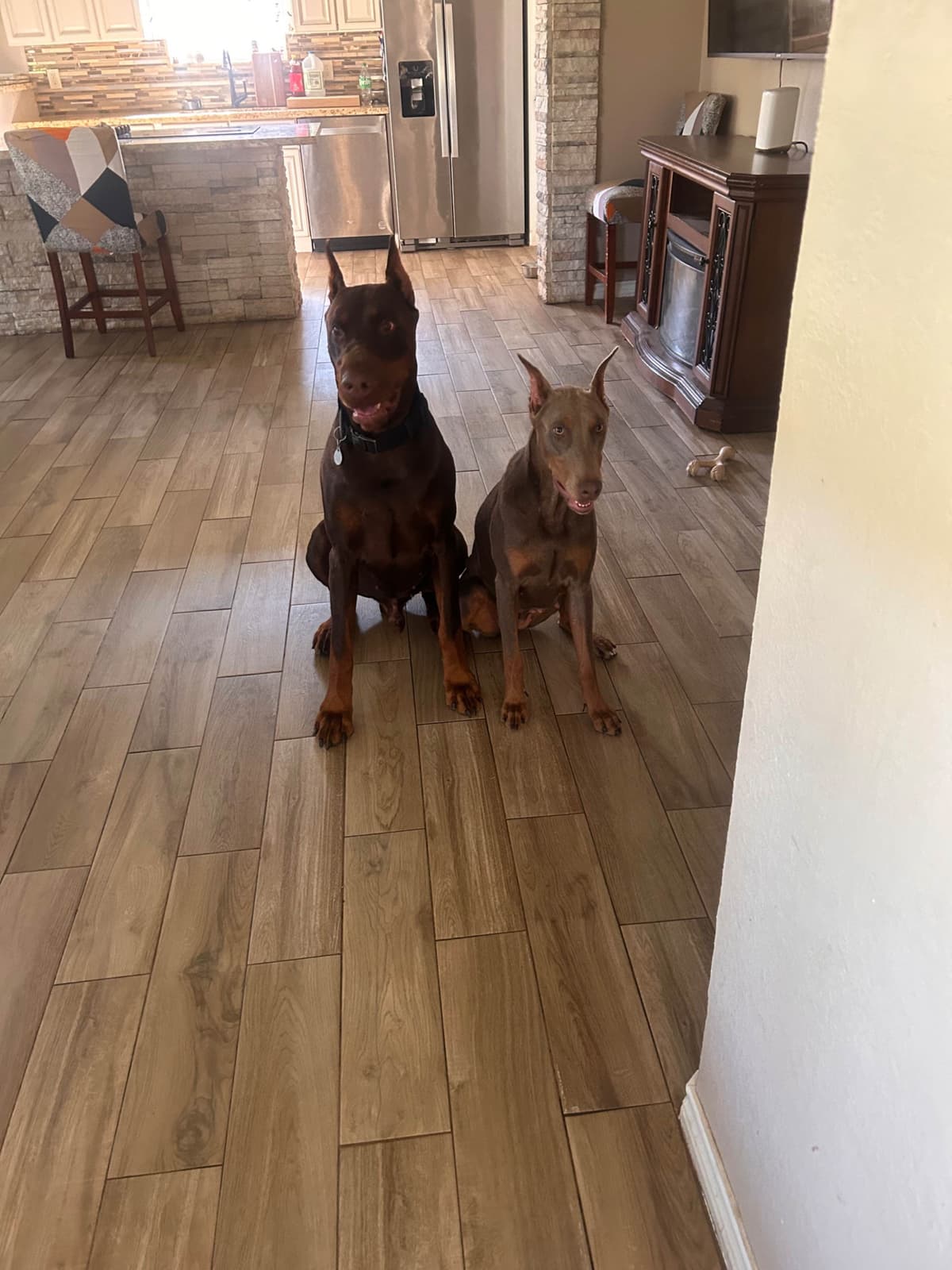 Doberman Pinscher Puppies breeder image 23