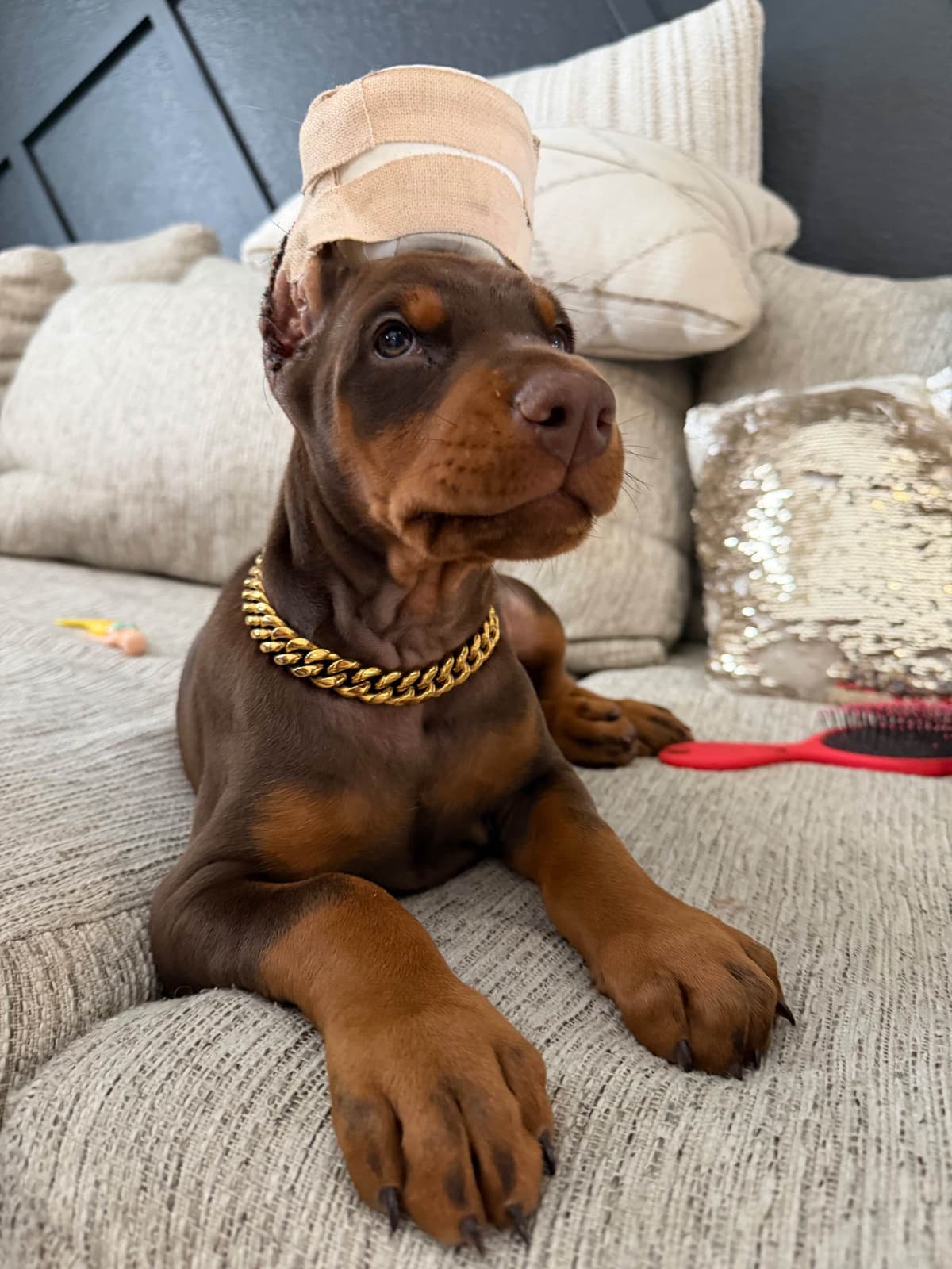 Doberman Pinscher Puppies breeder image 24