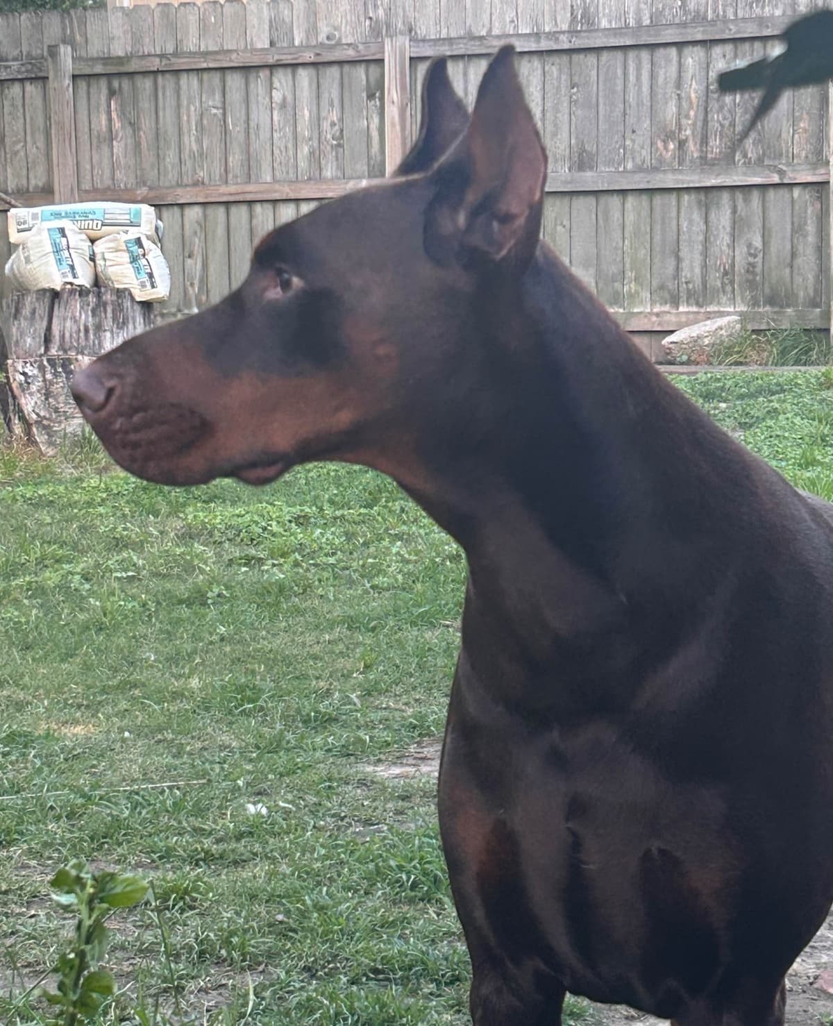 Doberman Pinscher Puppies breeder image 25