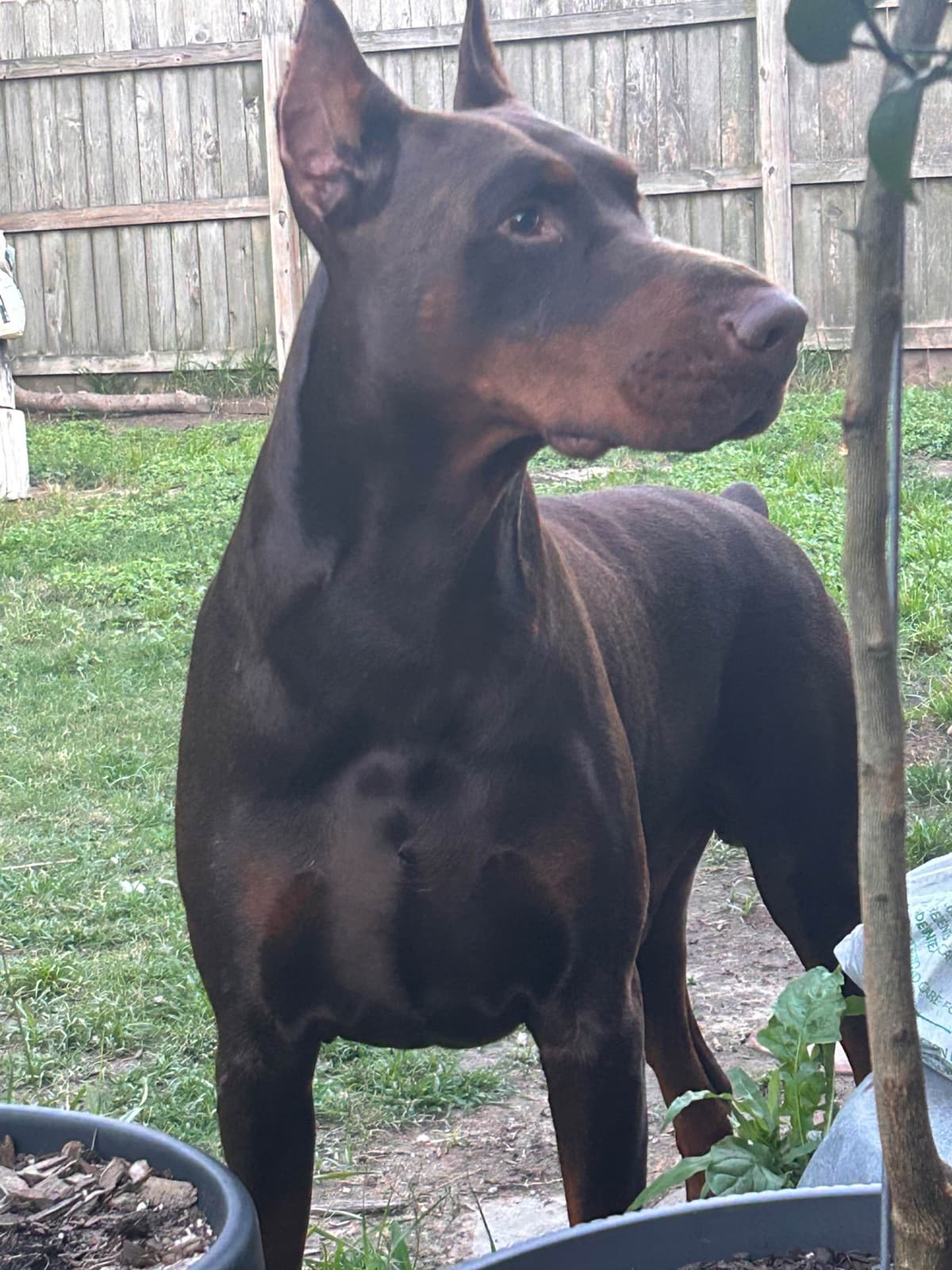 Doberman Pinscher Puppies breeder image 26