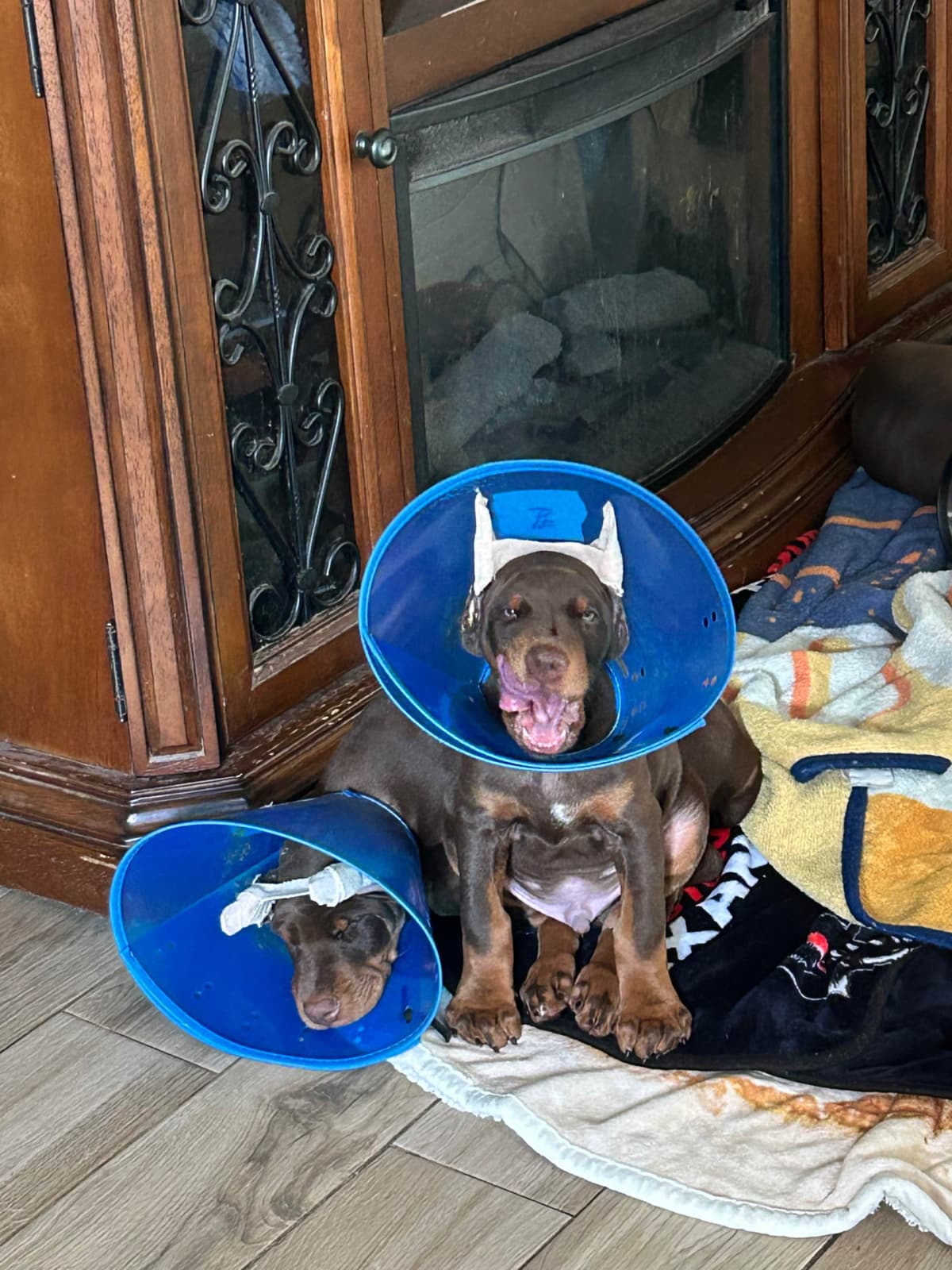Doberman Pinscher Puppies breeder image 27