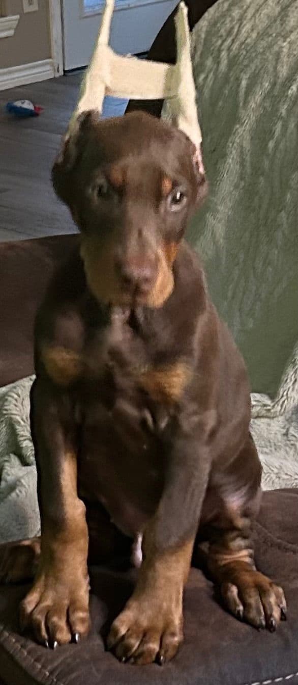 Doberman Pinscher Puppies media 10