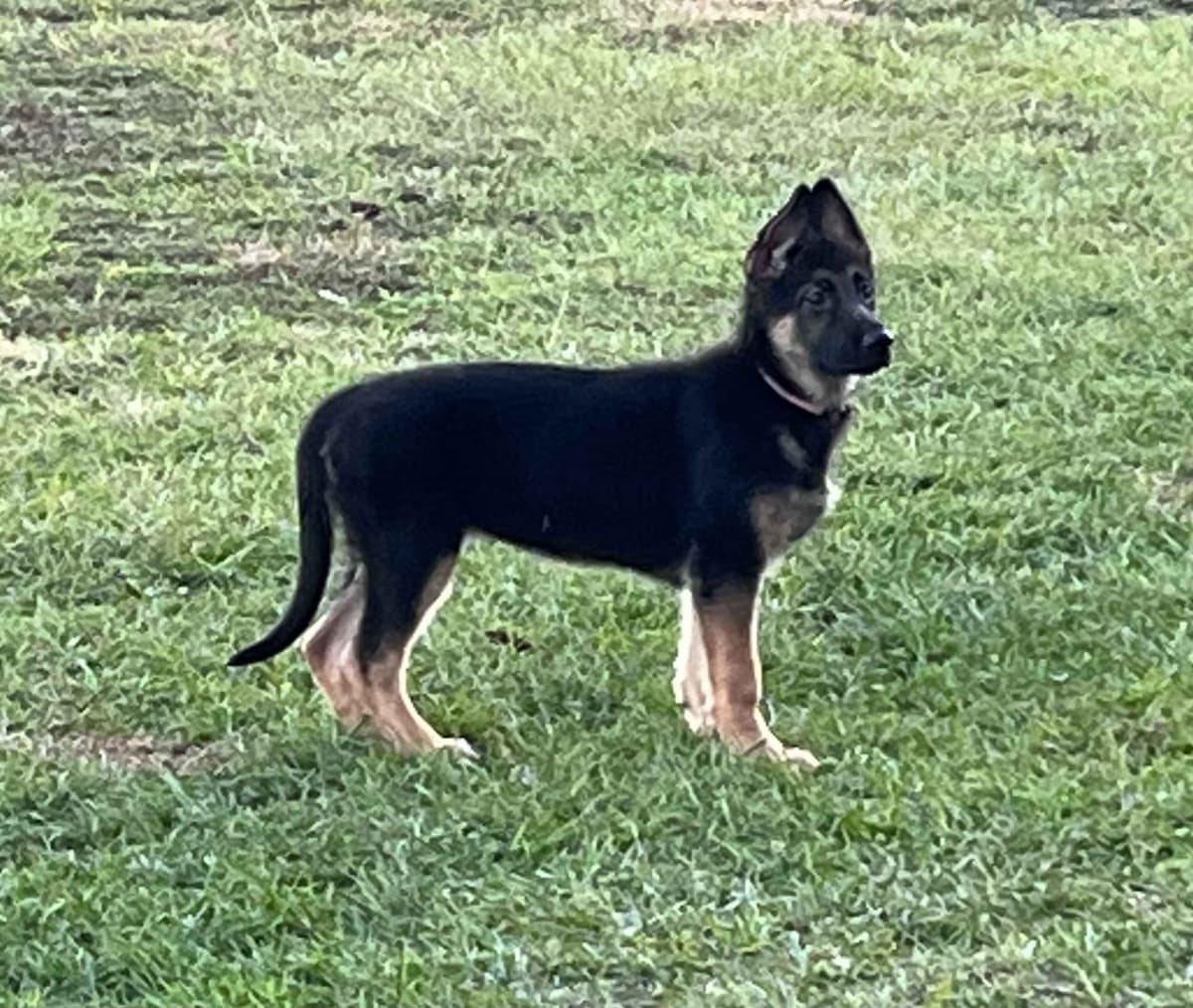 German Shepherd Dog Puppies breeder image 3