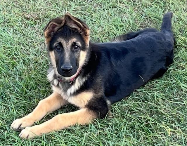 German Shepherd Dog Puppies media 2
