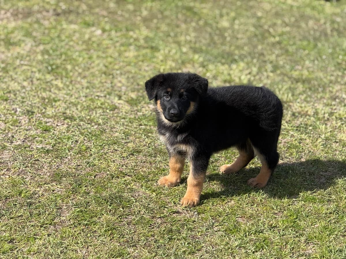 German Shepherd Dog Puppies breeder image 5