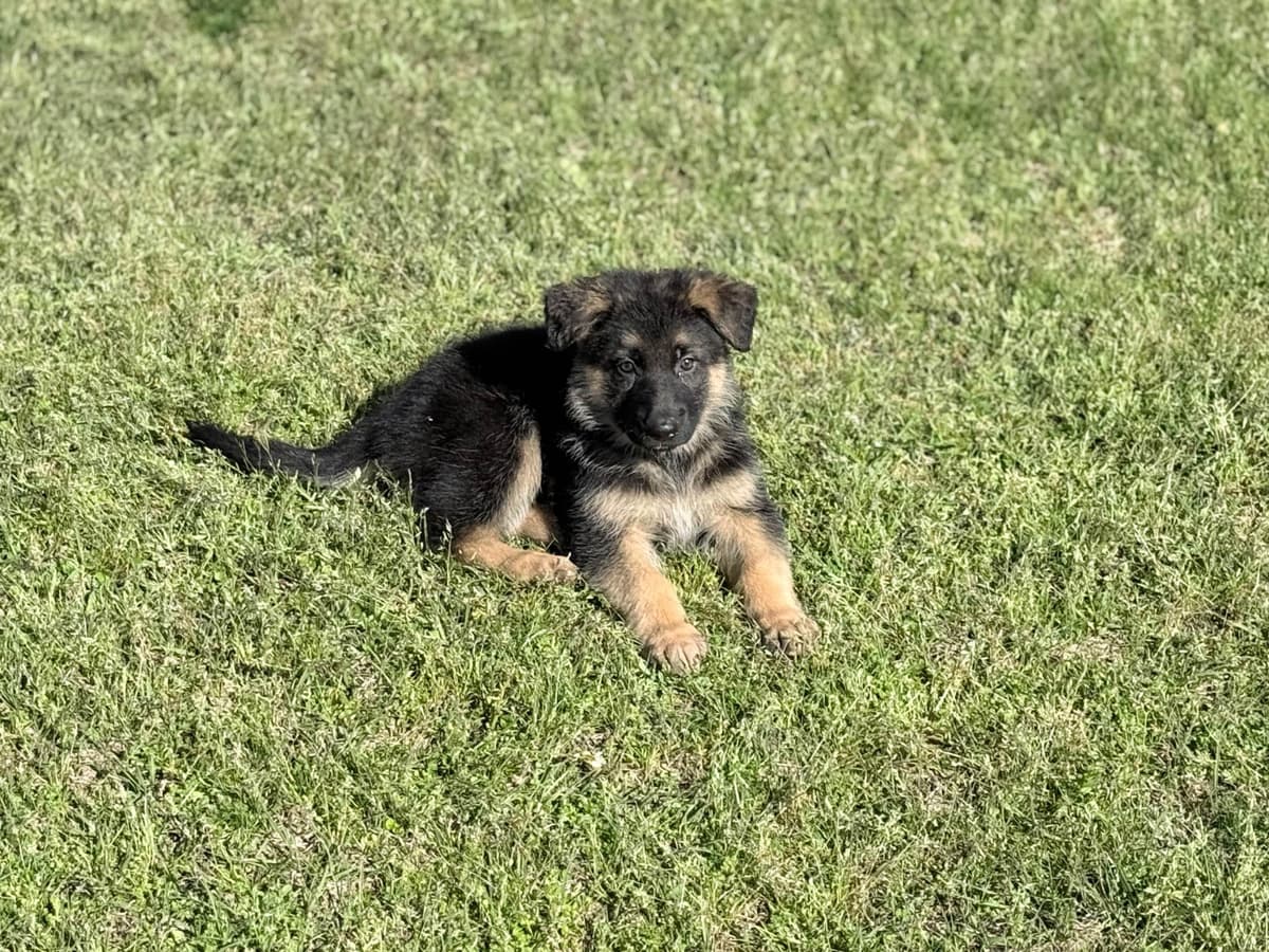 German Shepherd Dog Puppies breeder image 9